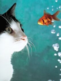 Et les autres animaux 3:poissons